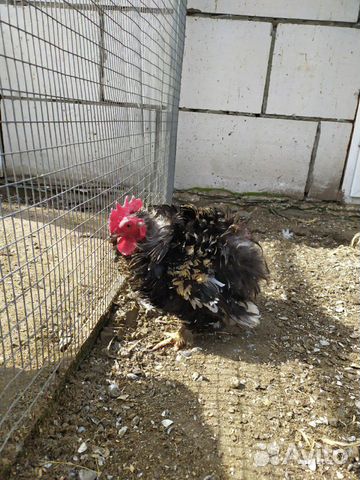 Инкубационное яйцо Марана(цыплята) купить на Зозу.ру - фотография № 6