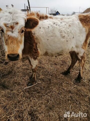 Продаю корову с телёнком+стельную тёлку купить на Зозу.ру - фотография № 7