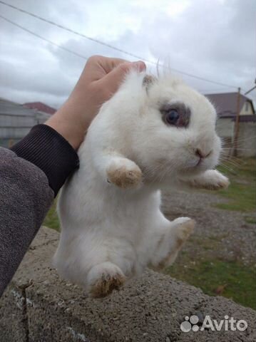 Карликовый кролик купить на Зозу.ру - фотография № 2