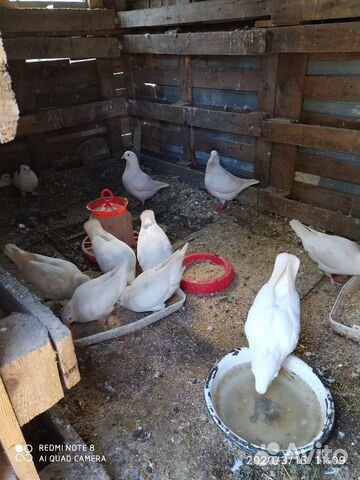 Домашние голуби купить на Зозу.ру - фотография № 4