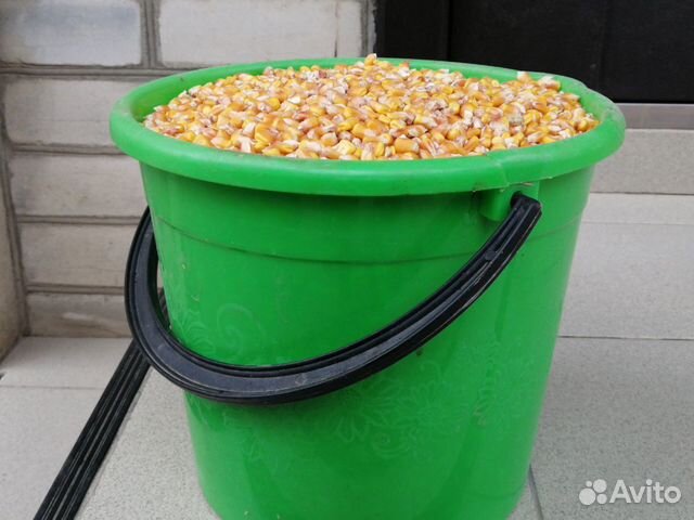 Кукуруза пшеница купить на Зозу.ру - фотография № 1