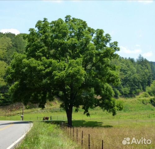 Семена Чёрного ореха