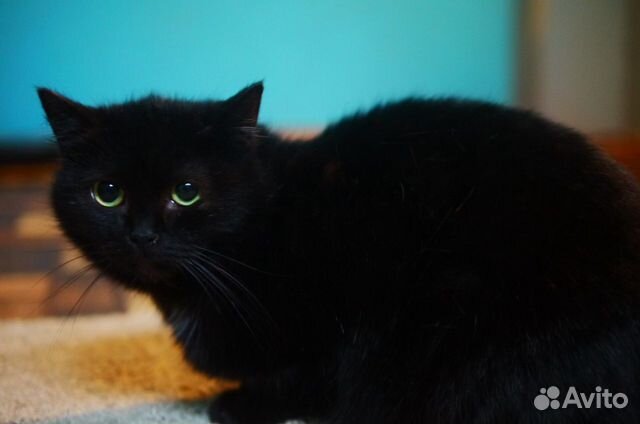 Кошка черная молодая купить на Зозу.ру - фотография № 2