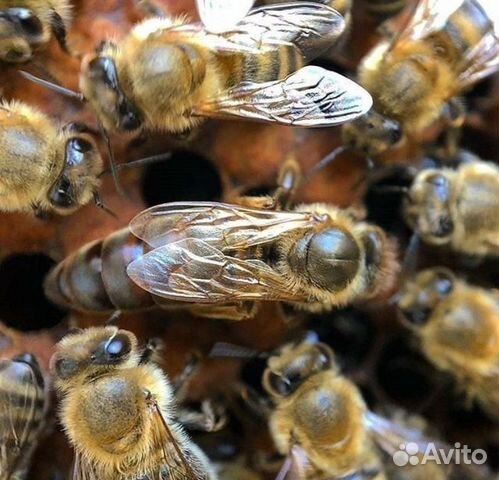 Пчелы Пчелосемьи купить на Зозу.ру - фотография № 1