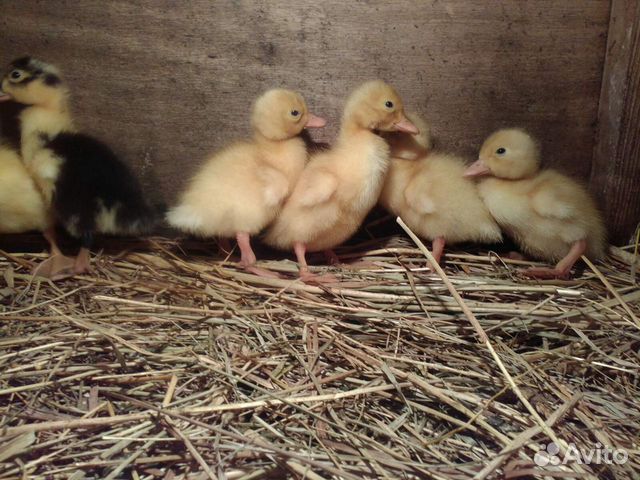 Купить Гусят В Тамбове На Авито