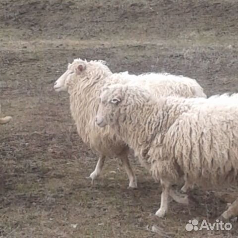 Бычок и овцы купить на Зозу.ру - фотография № 1