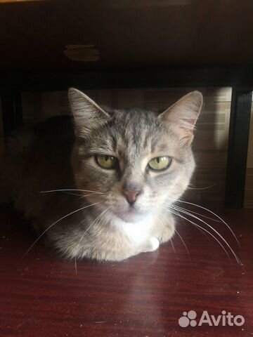Кошка Ма Кошка Ма