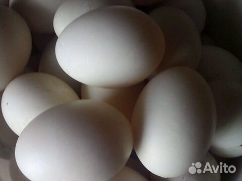 Яйцо инкубационное индоутки купить на Зозу.ру - фотография № 1