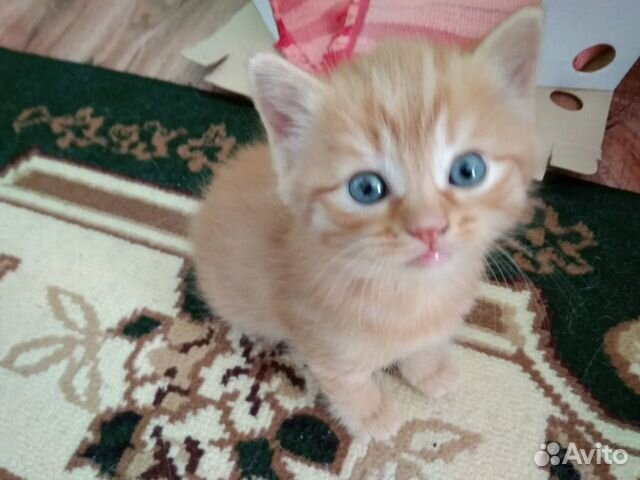 Котёнок рыжая кошечка 1,5 месяца купить на Зозу.ру - фотография № 1