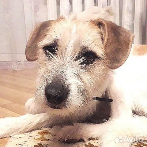 Клайд в добрые ручки Клайд в добрые ручки