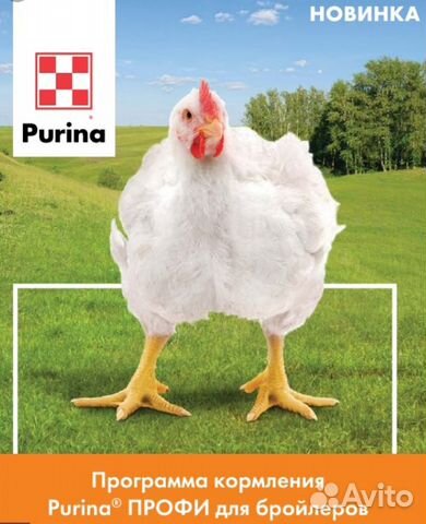 Цыплята Бройлер Кобб 500 импорт