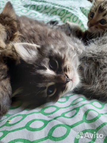 Отдаются котята от домашней кошечки Отдаются котята от домашней кошечки
