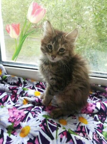 Котенок девочка ищет дом Котенок девочка ищет дом