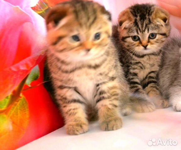 Суперкотята Хайленд Страйт и Скоттиш Фолд тигрята Суперкотята Хайленд Страйт и Скоттиш Фолд тигрята