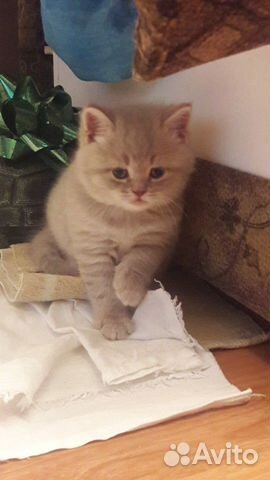 Шотландские котята Шотландские котята