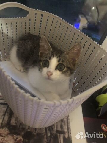 Котенок Котенок