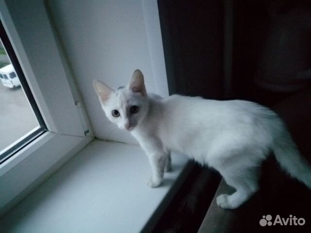 Кошка