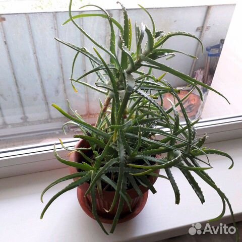Алоэ Алоэ