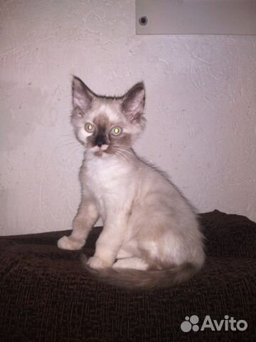 Кошка