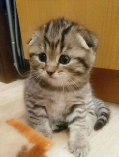 Котёнок Шотландский