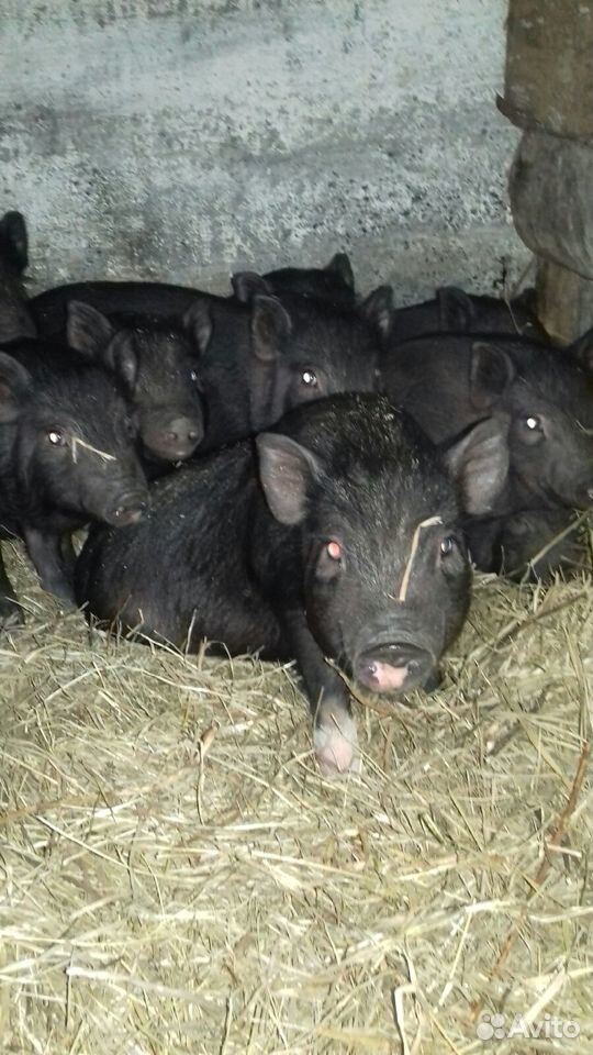 Sell or exchange pigs 89000554629 buy 4