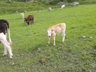 Коровы и телки