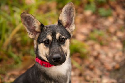 Щенок девочка Мэри, 6 мес, ищет дом