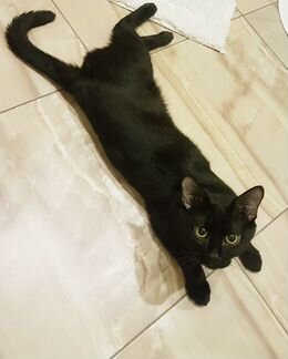 Кот для вязки, британец