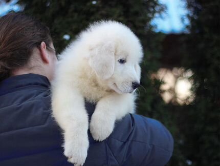 Маремма Миросвет Грэйт