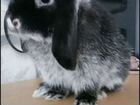 Декоративные кролики вислоухие объявление продам