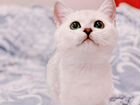 Котята серебристые британские шиншиллы (белые)