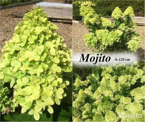 Mojito гортензия метельчатая фото и описание