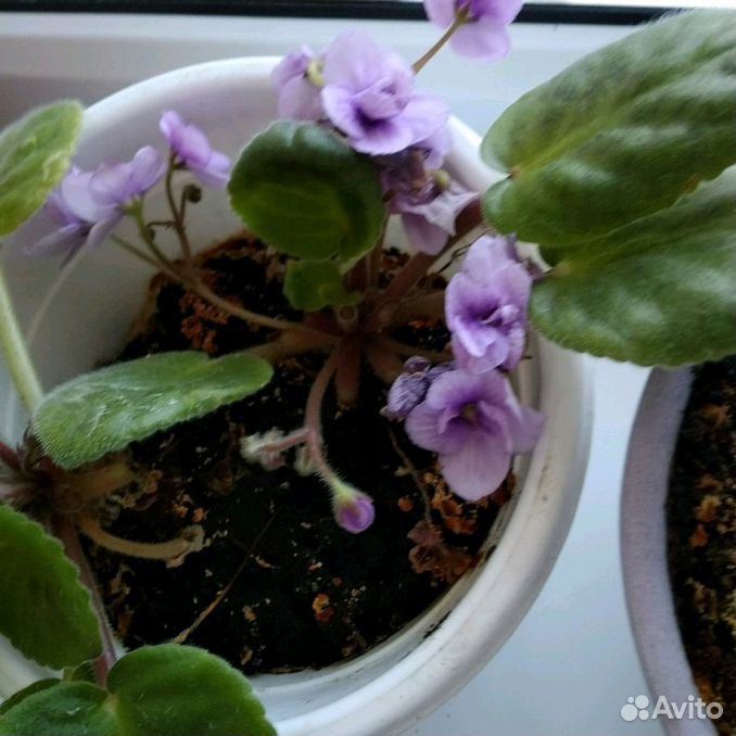 Селекционер фиалковод. Фиалка summer summer. Дом фиалки сенполии махровые. Авито продажа фиалок нижний новгород. Фиалка см чаша.