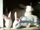 Кролики белый и серый великан 4 месяца объявление продам