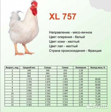 Цыплята бройлеры суточные XL-757