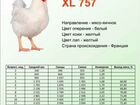 Цыплята бройлеры суточные XL-757 объявление продам