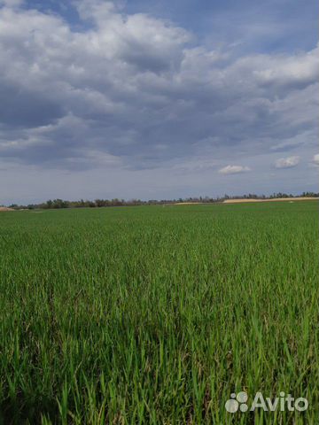 Сено в рулонах 2023г