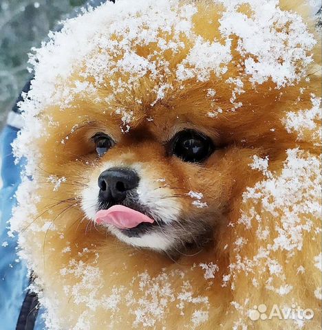 Щенки шпица