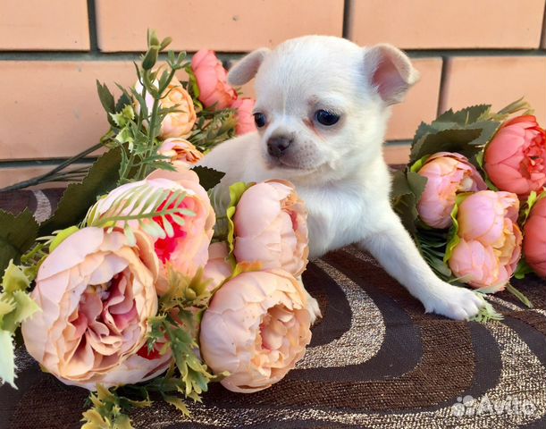Чихуахуа девочка