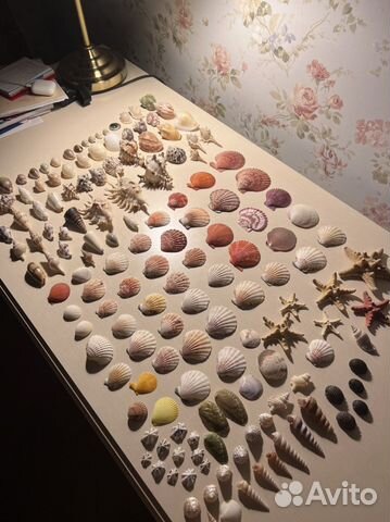Коллекция ракушек морские ракушки