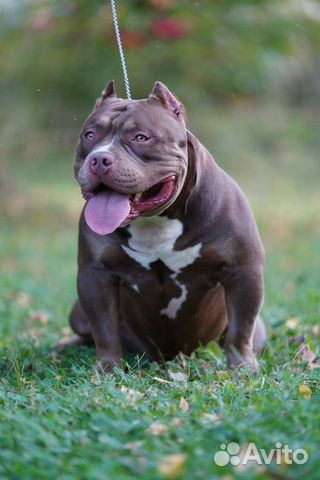 Американский булли вязка