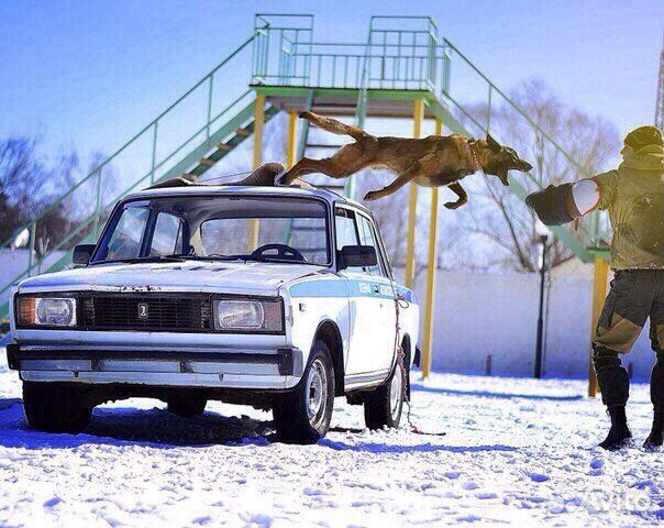 Дрессировка собак кинолог