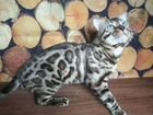 Бенгальский котик Сёма