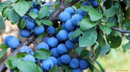 Орехи, семена, косточки плодовых деревьев