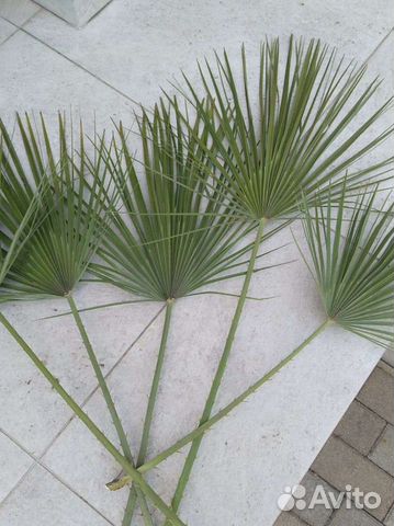 Листья пальмы. Веерная