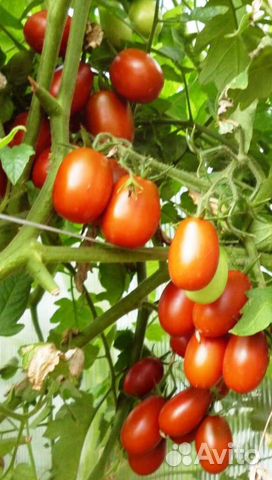 Рассада помидор Де барао на заказ
