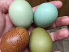 Инкубационное яйцо (принимаю заявки)