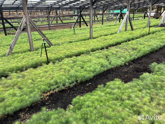 Сосна с окс сеянцы саженцы лесовосстановления