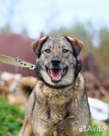 Собака из приюта в добрые руки