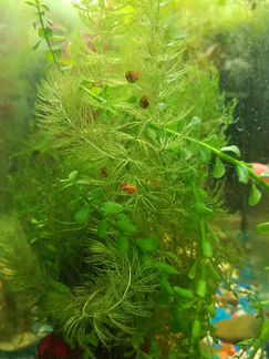 Аквариумные улитки 